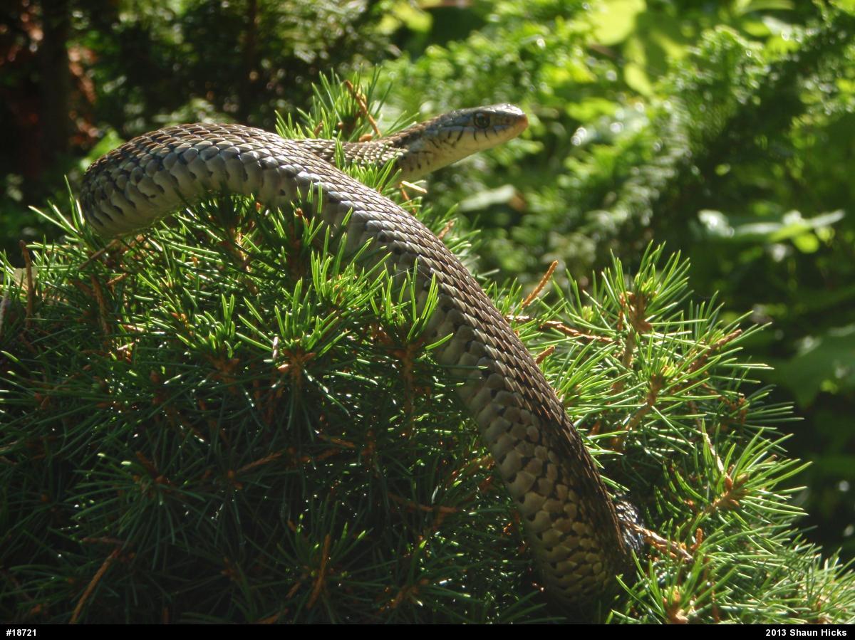 Eastern Gartersnake