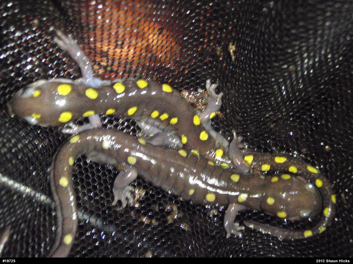 Spotted Salamander