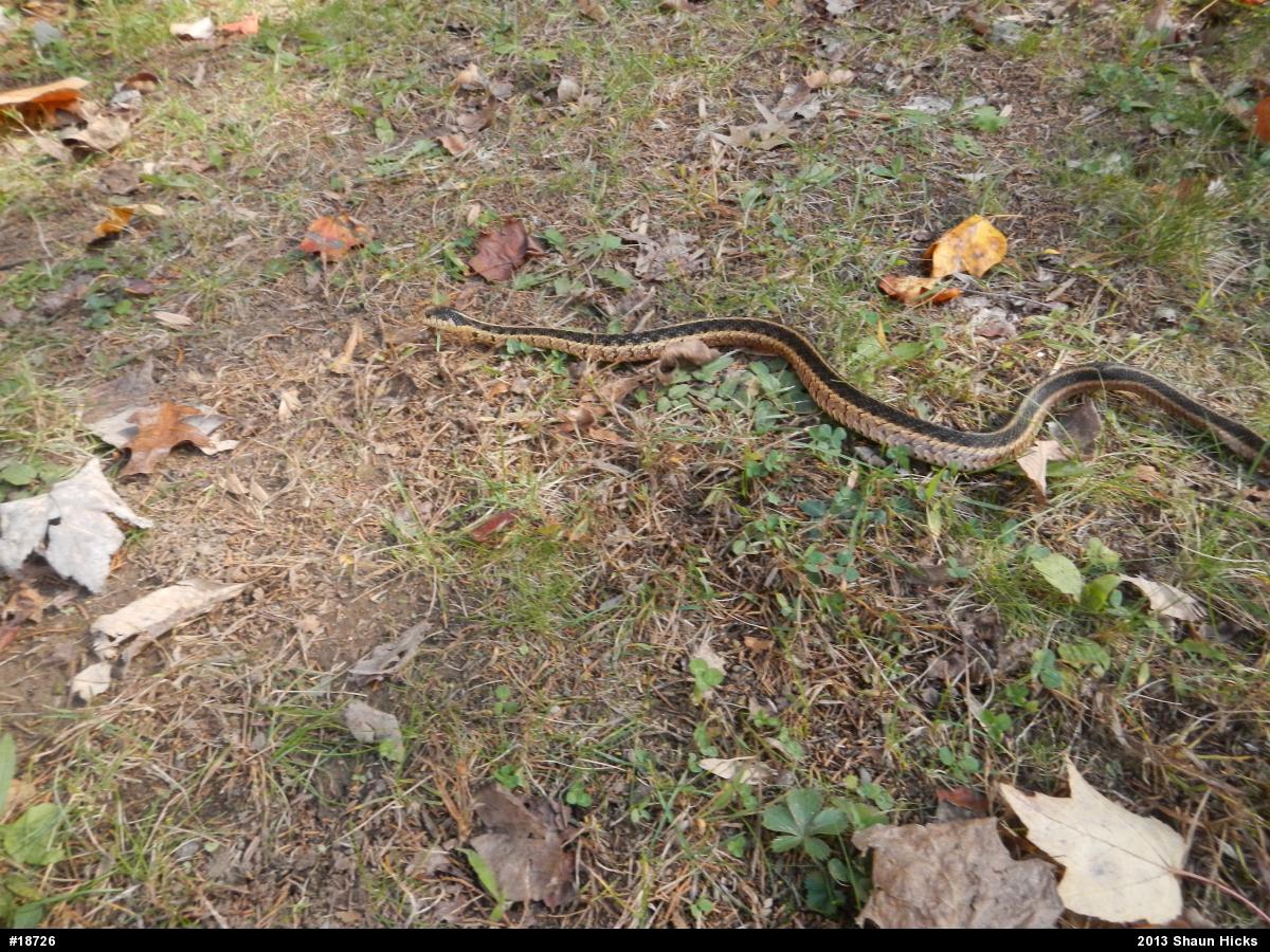 Eastern Gartersnake