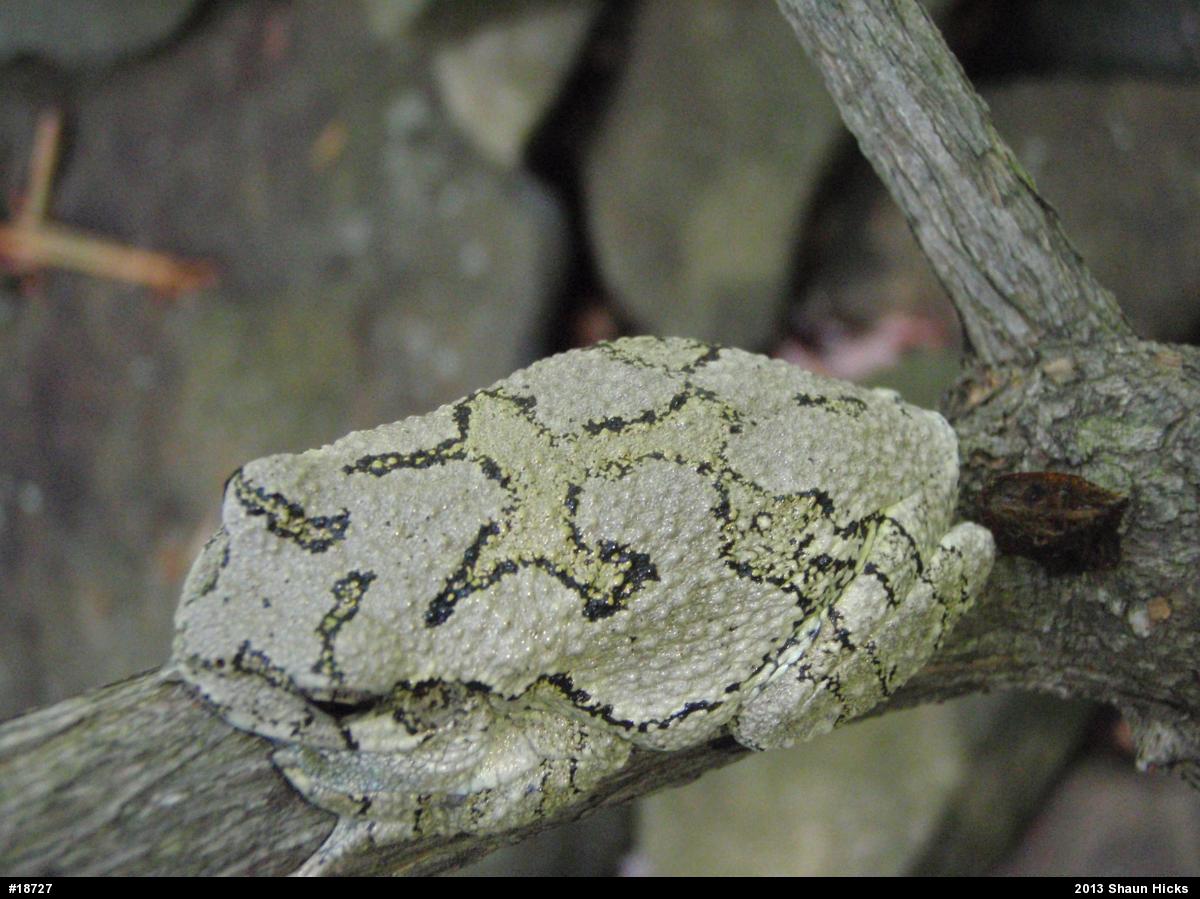 Gray Treefrog