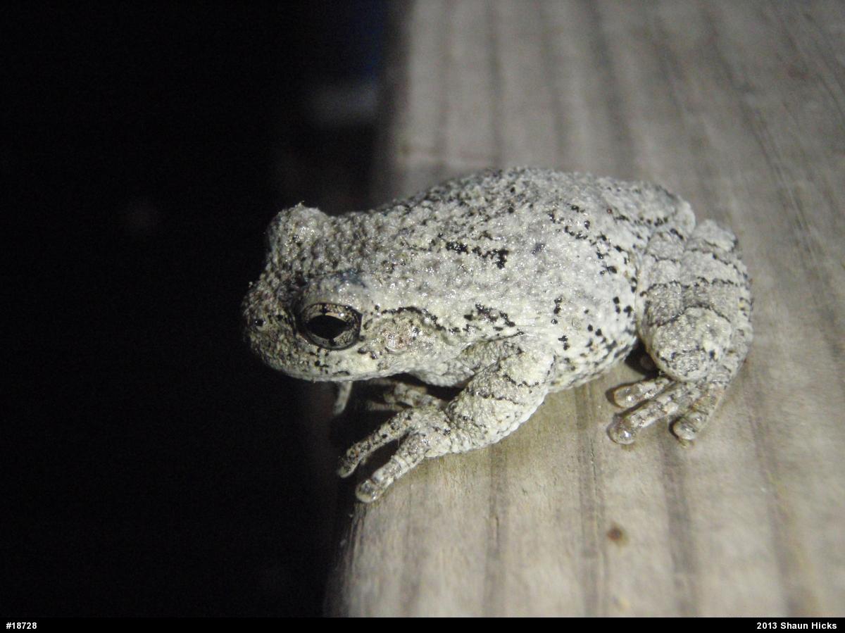 Gray Treefrog