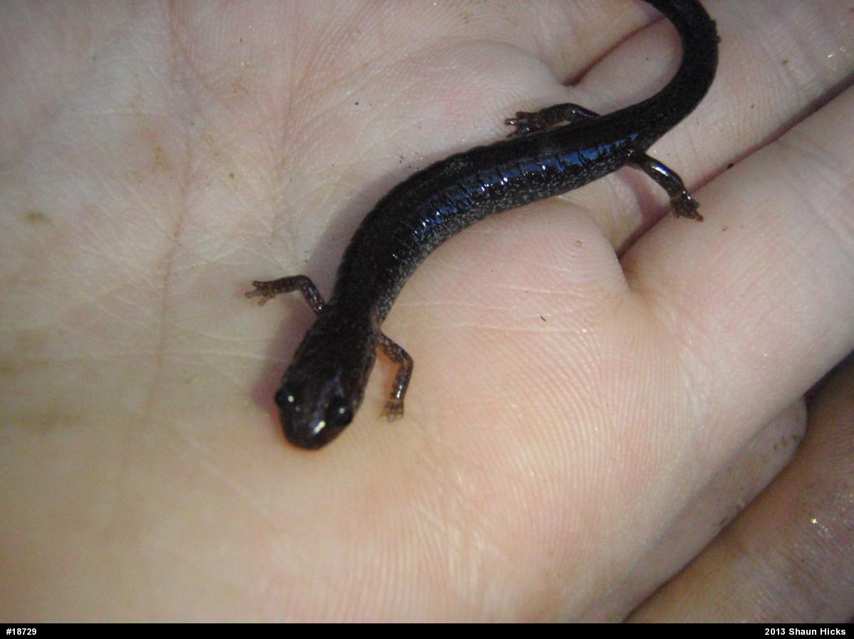 Eastern Red-backed  Salamander