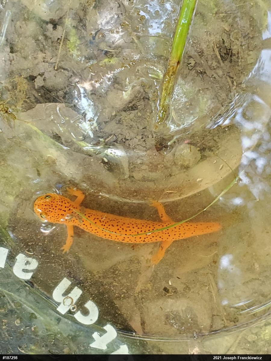 Northern Red Salamander