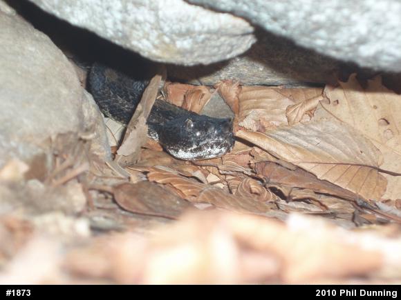 Timber Rattlesnake