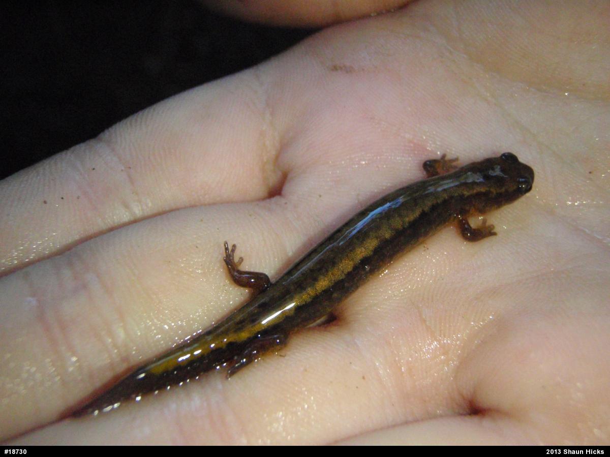 Northern Two-lined Salamander