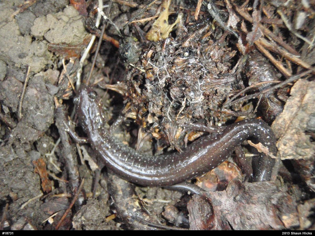 Eastern Red-backed  Salamander