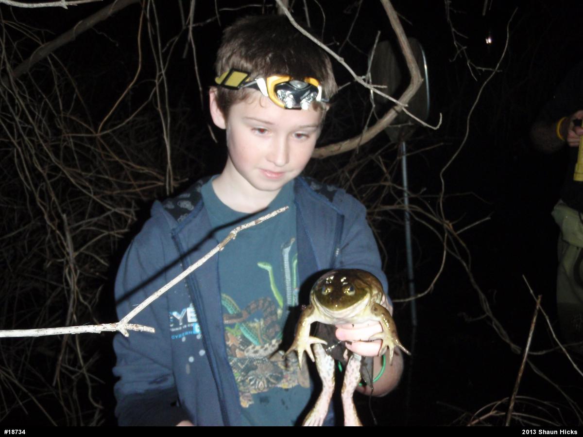 American Bullfrog