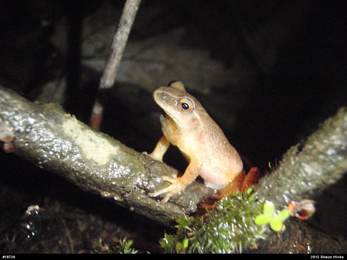 Spring Peeper