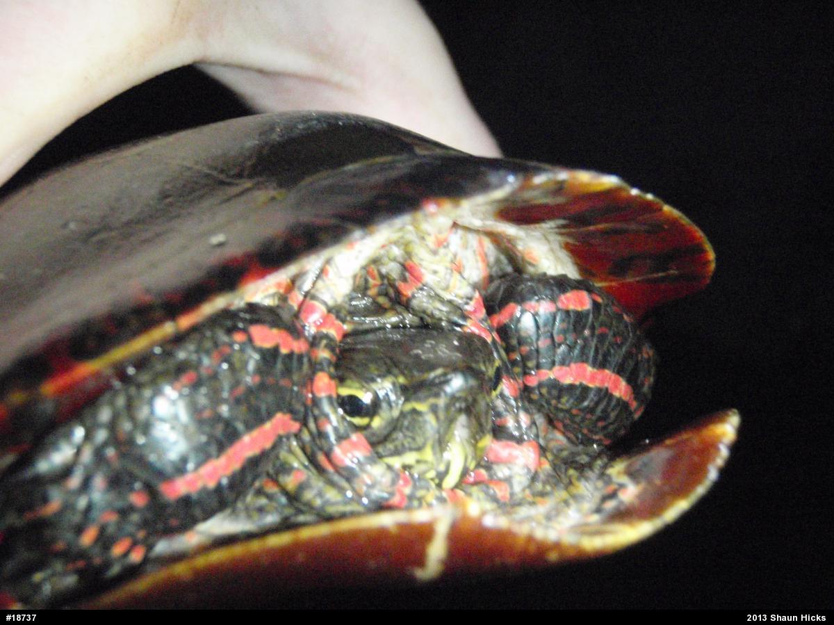 Eastern Painted Turtle