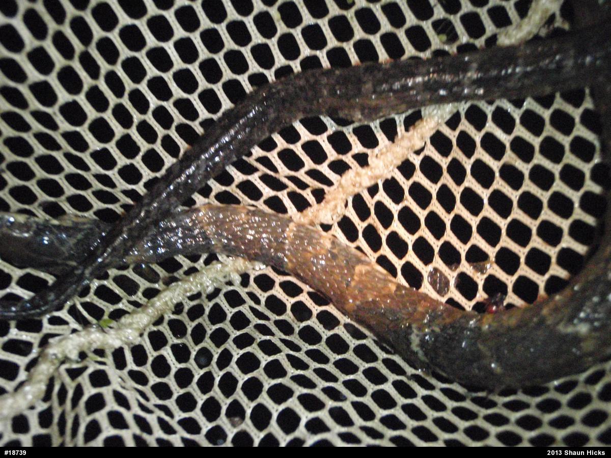 Northern Watersnake