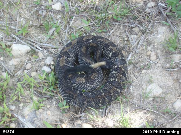 Timber Rattlesnake