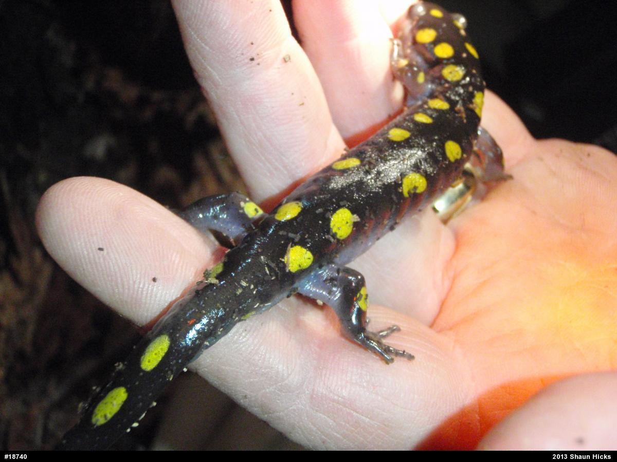 Spotted Salamander