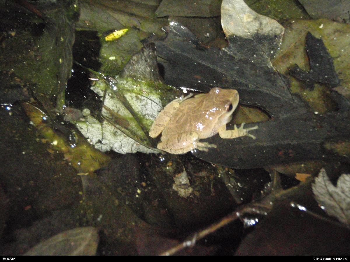 Spring Peeper