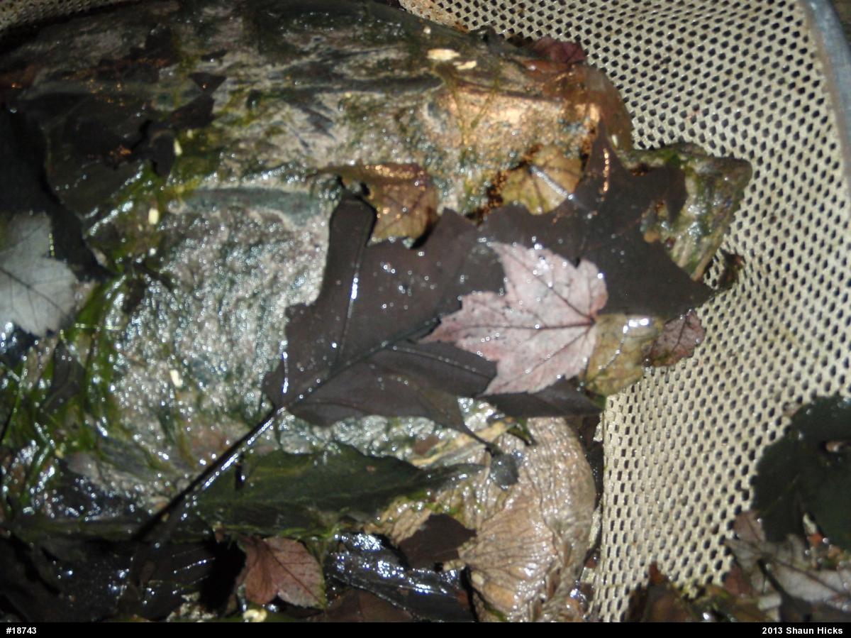 Snapping Turtle