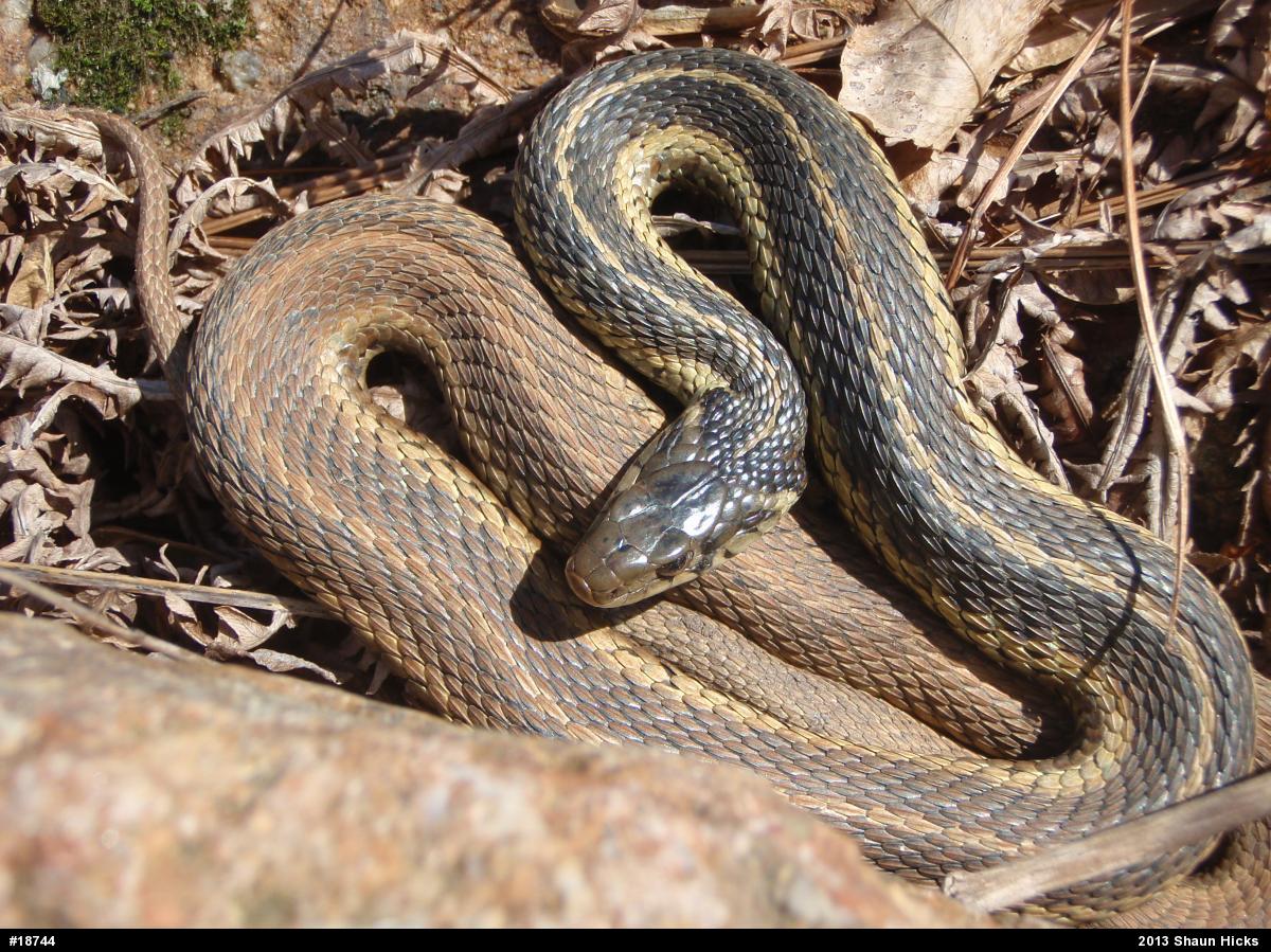 Eastern Gartersnake