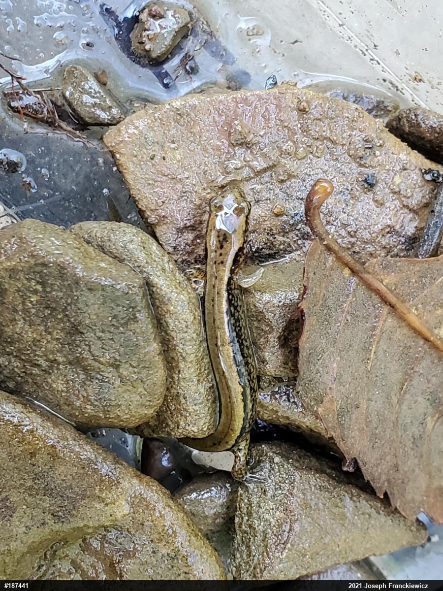 Northern Two-lined Salamander