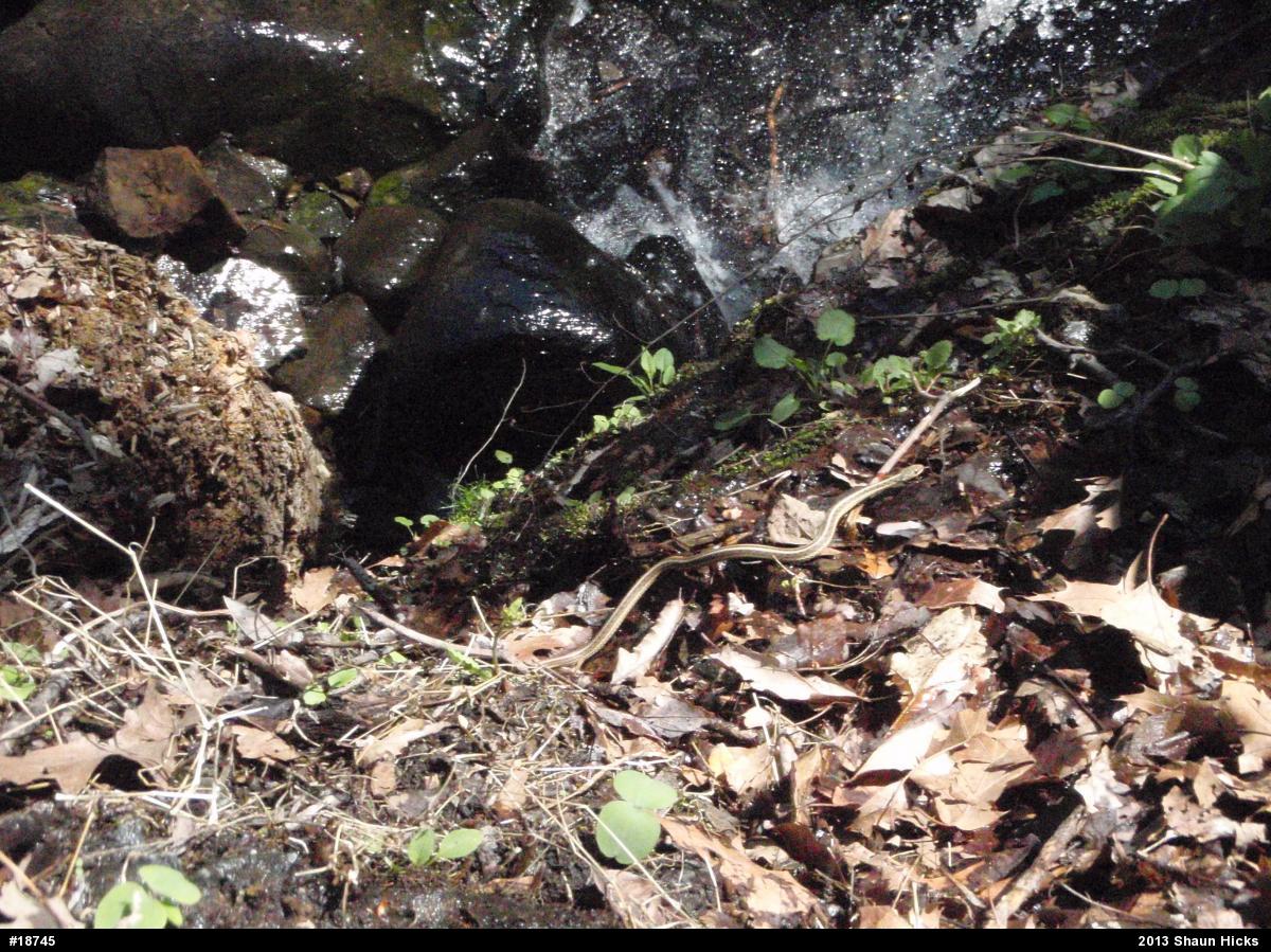 Eastern Gartersnake