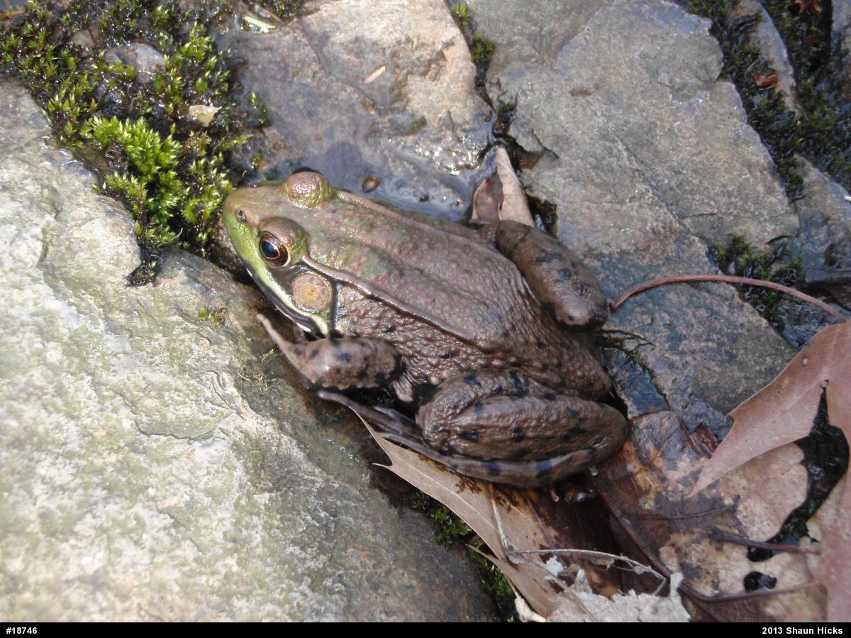 Green Frog
