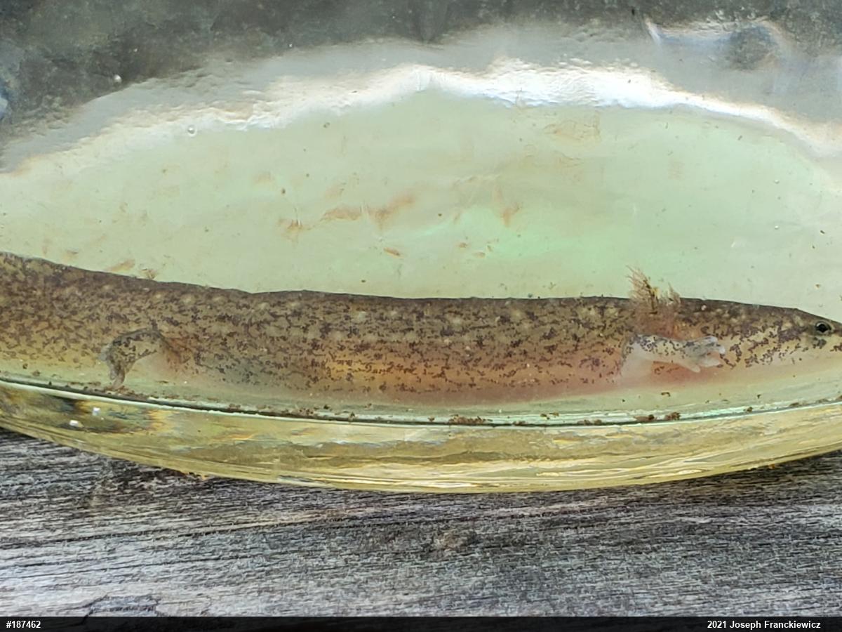 Northern Red Salamander