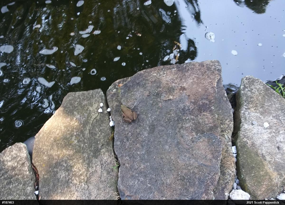 Green Frog