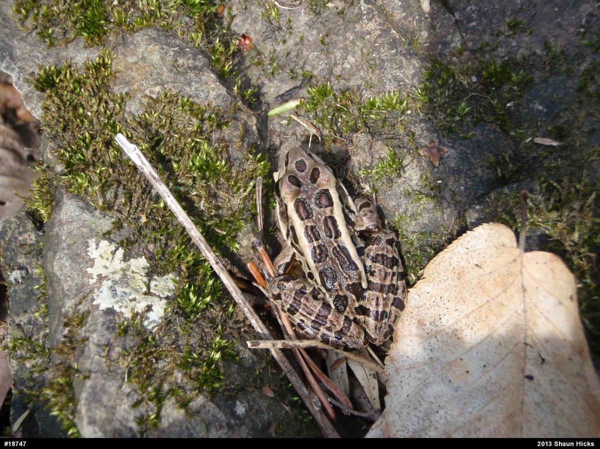 Pickerel Frog