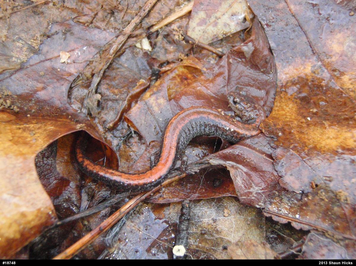Eastern Red-backed  Salamander