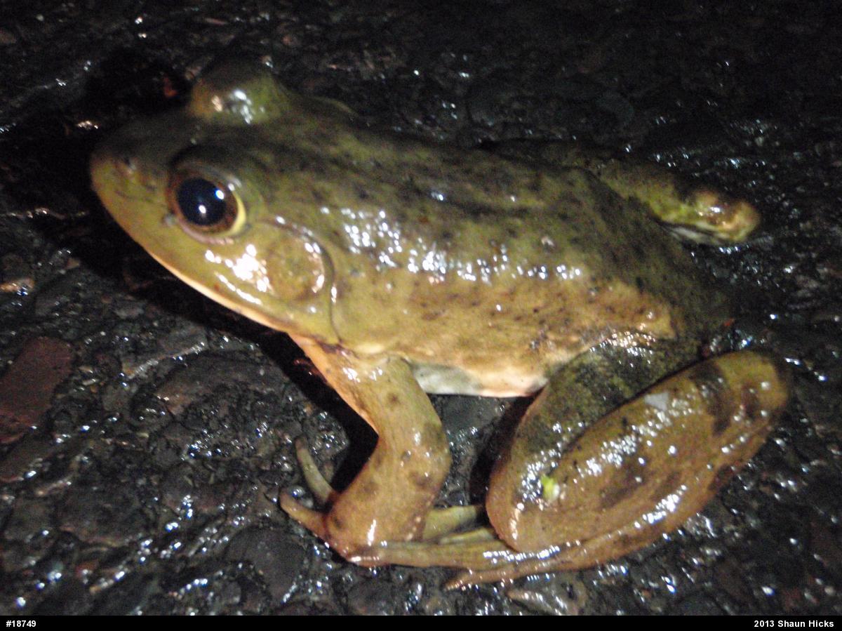 American Bullfrog