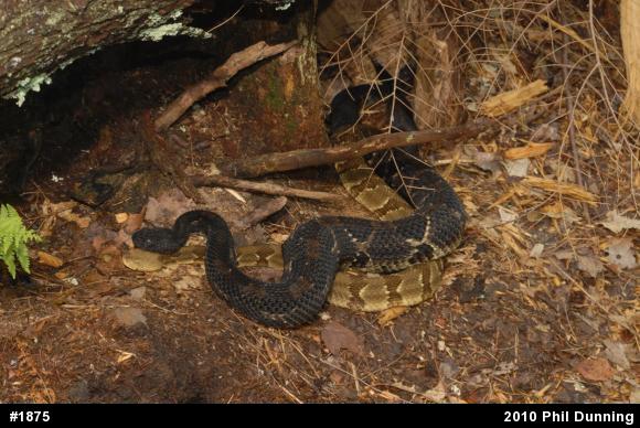 Timber Rattlesnake