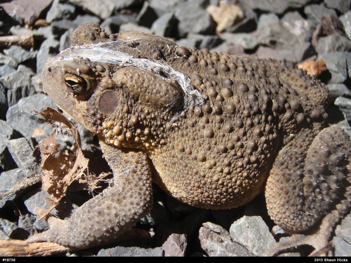 Eastern American Toad