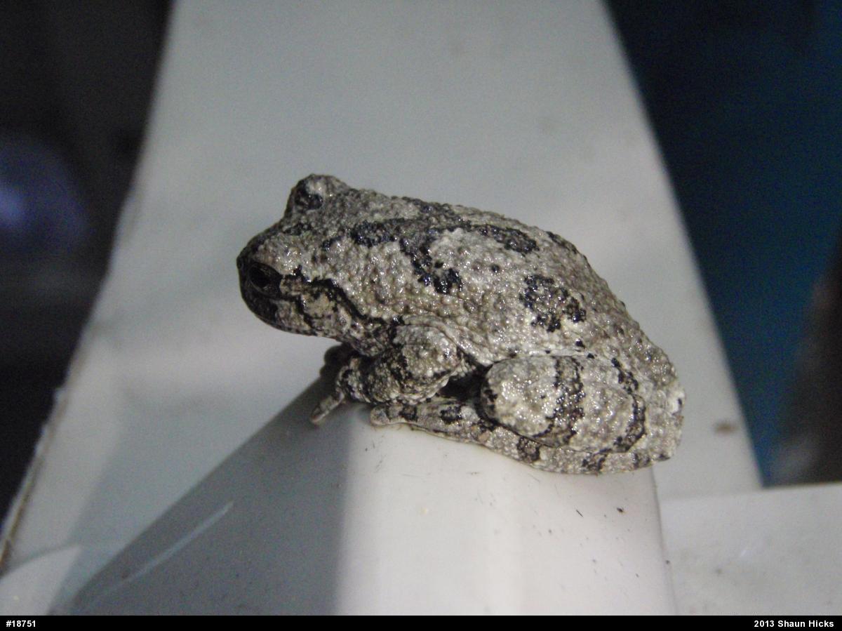 Gray Treefrog