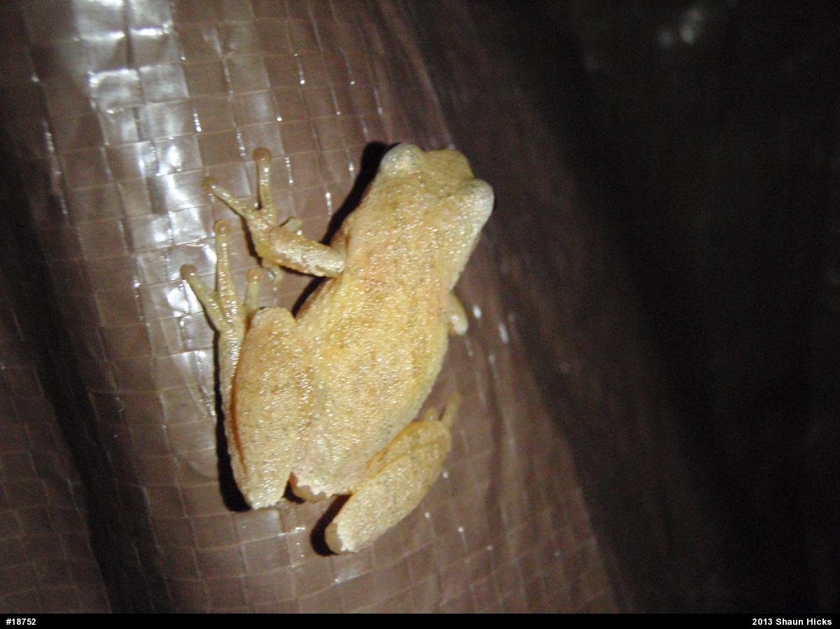 Spring Peeper