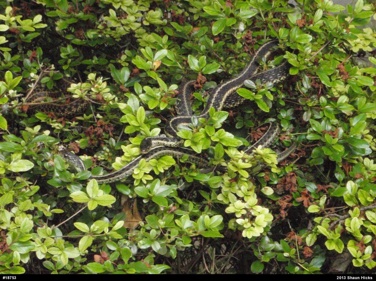 Eastern Gartersnake
