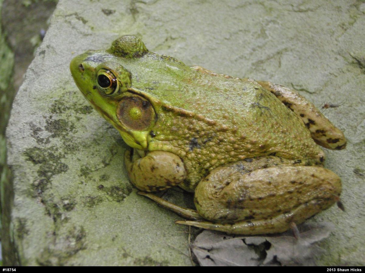 Green Frog