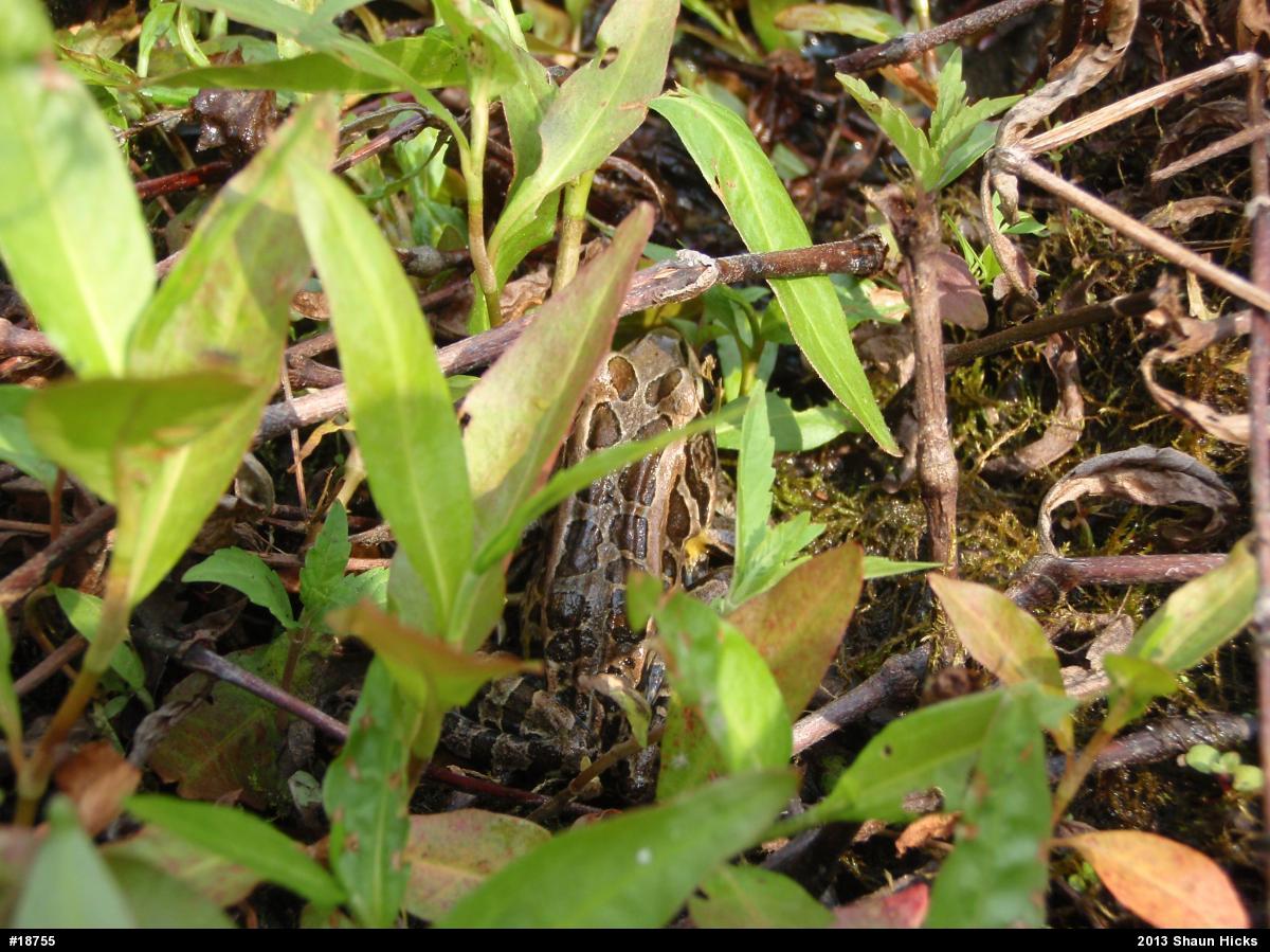 Pickerel Frog