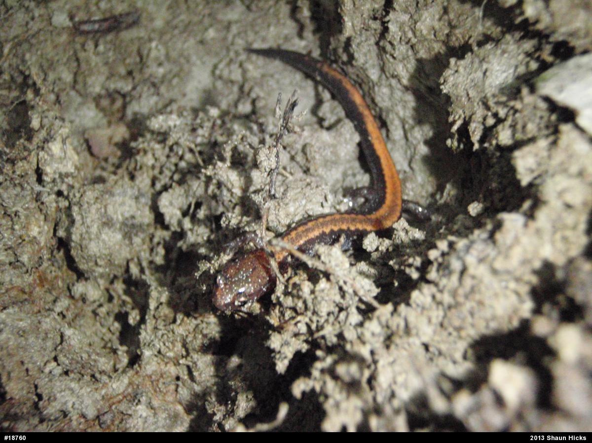 Eastern Red-backed  Salamander