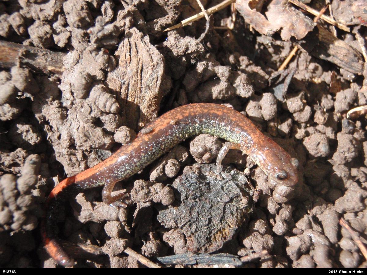 Eastern Red-backed  Salamander