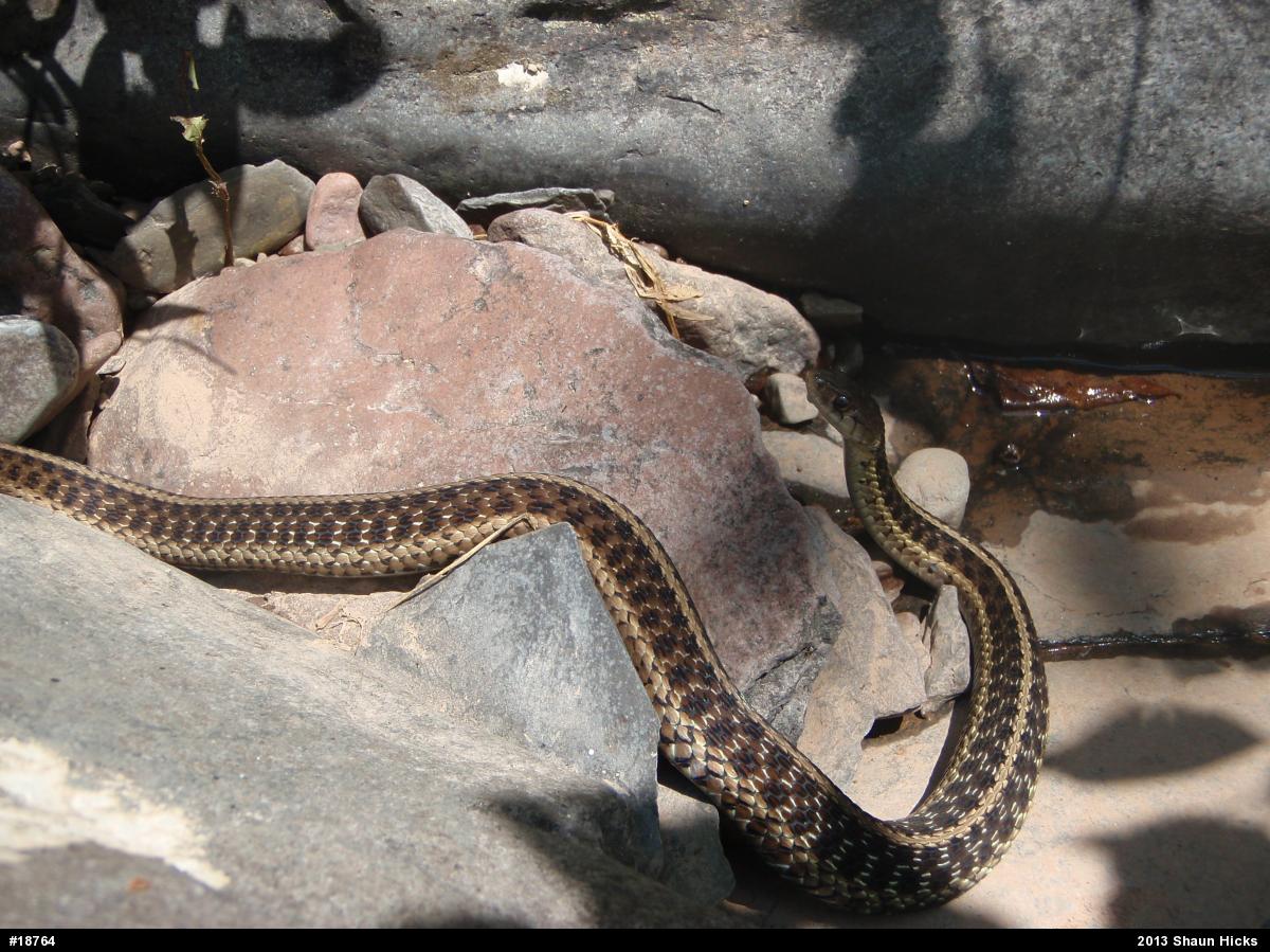 Eastern Gartersnake