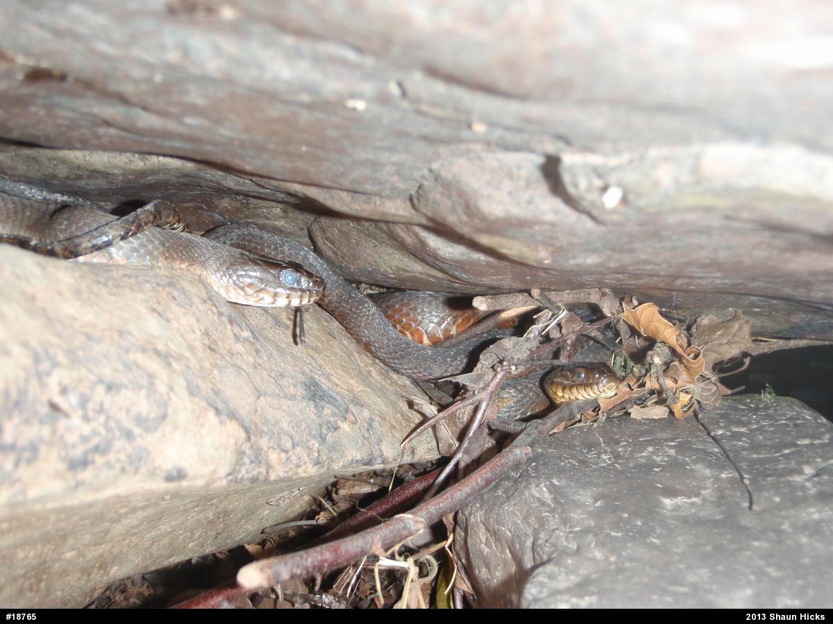 Northern Watersnake