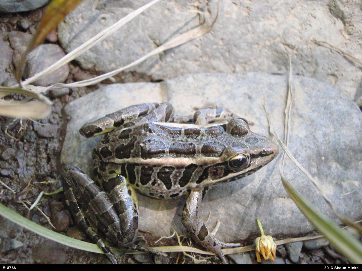 Pickerel Frog