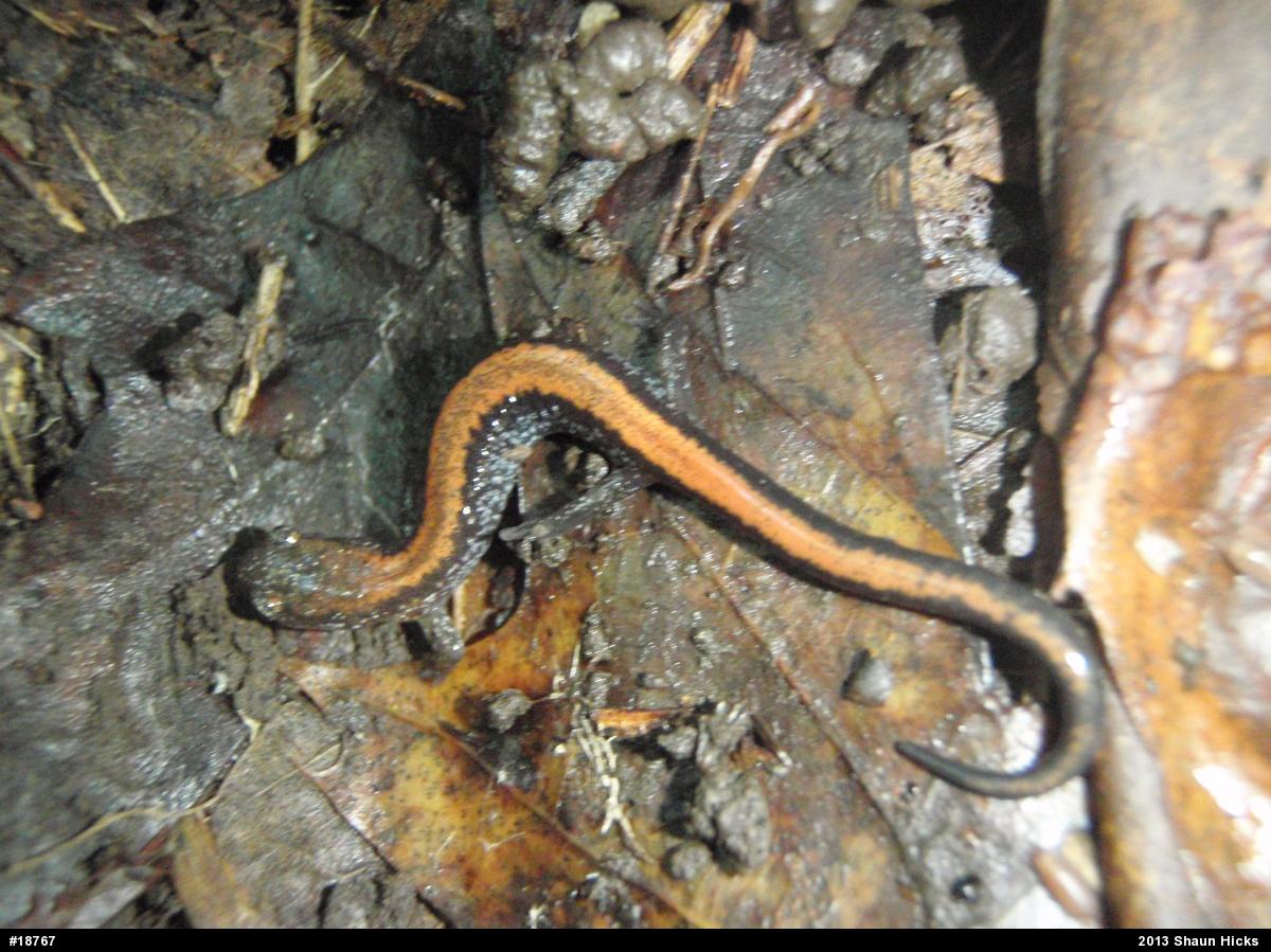 Eastern Red-backed  Salamander