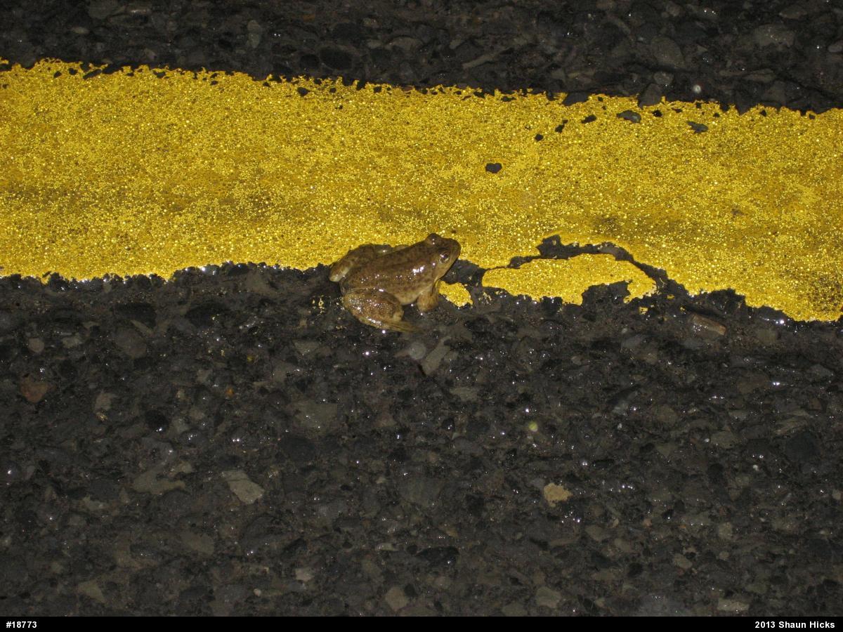 American Bullfrog