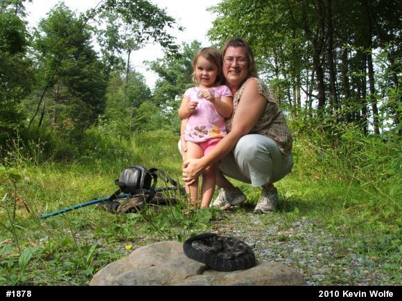 Timber Rattlesnake