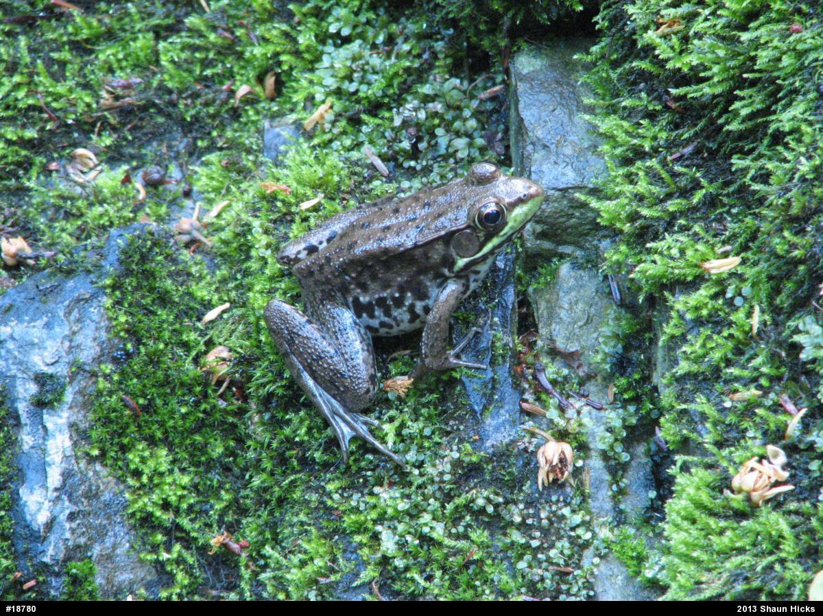 Green Frog