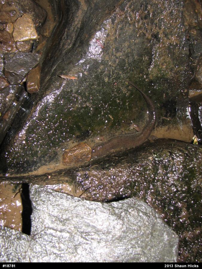 Northern Dusky Salamander