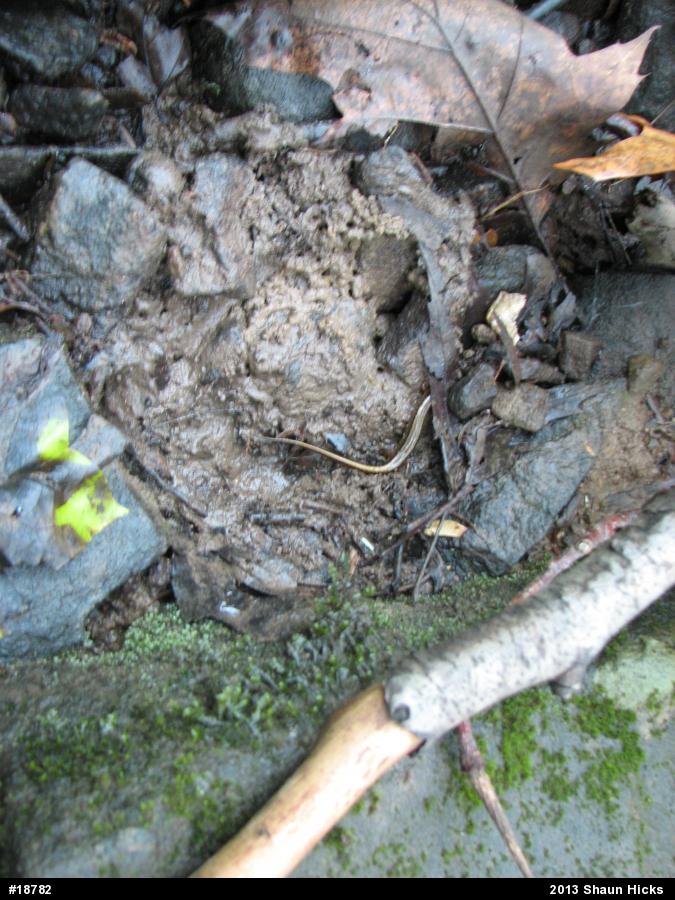 Northern Two-lined Salamander
