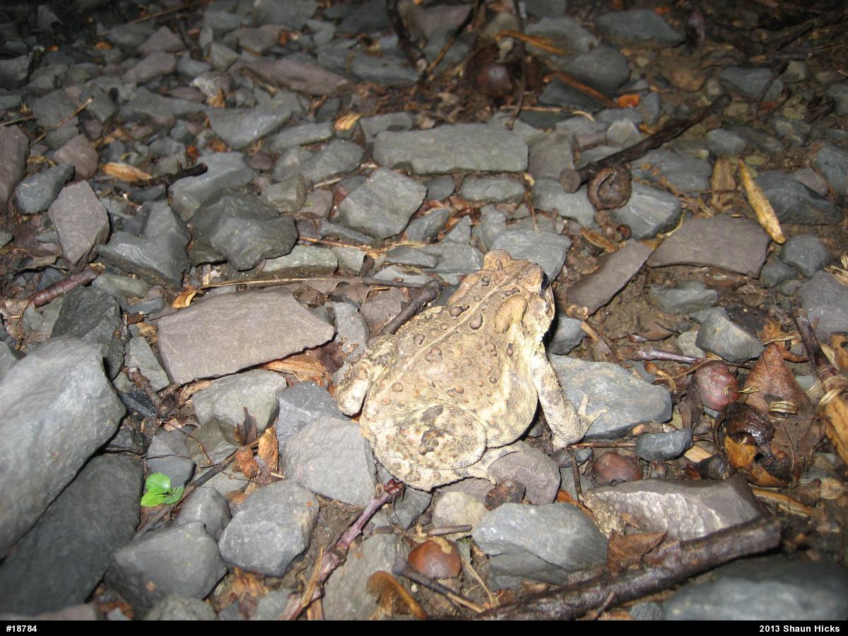 Eastern American Toad