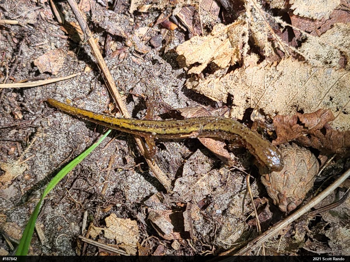 Northern Two-lined Salamander