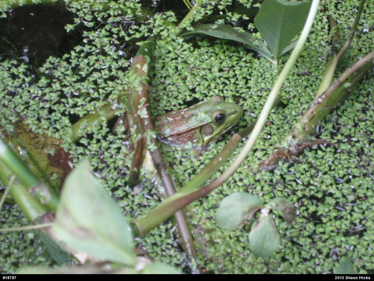 Green Frog