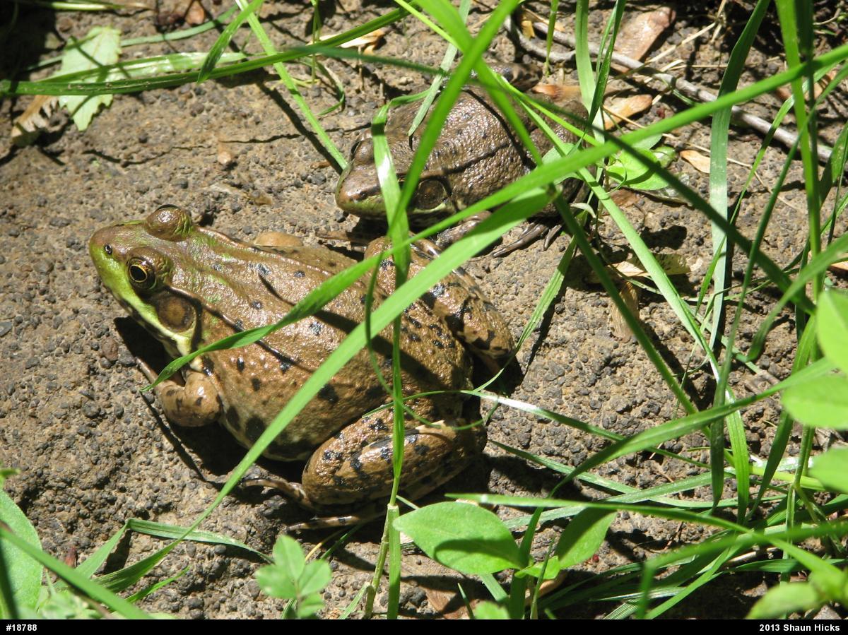 Green Frog