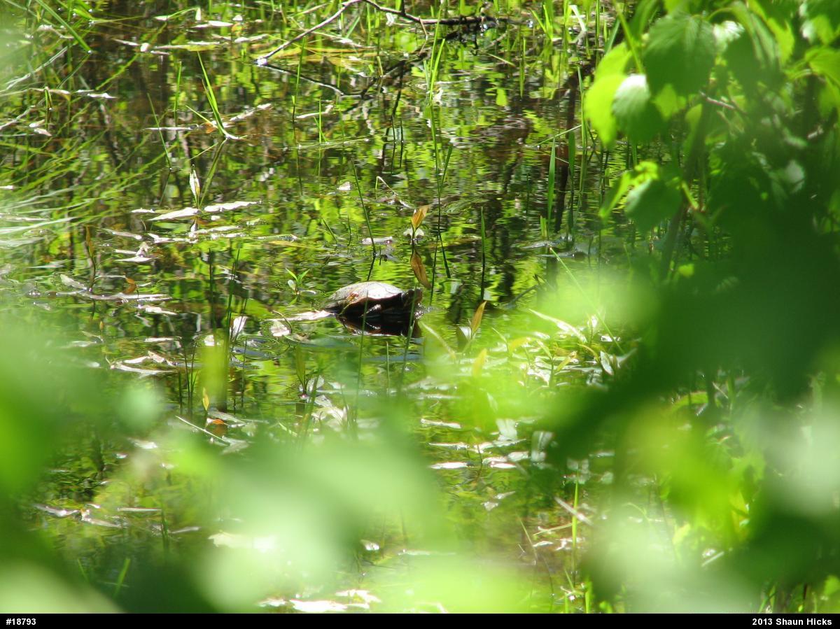 Spotted Turtle